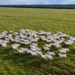 gado no campo