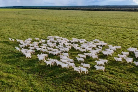 gado no campo